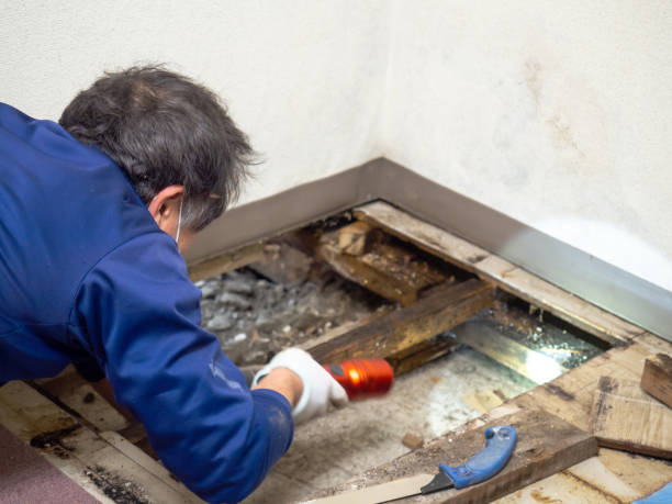 Home Mold Removal in Doa Ana, NM