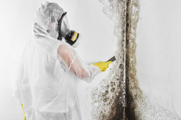 Mold Removal Process in Doa Ana, NM