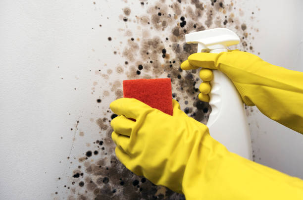 Best Mold Testing and Removal  in Doa Ana, NM
